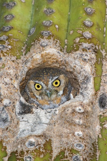 Elf Owl Micrathene whitneyi Tucson, Pima County, Arizona, United States 9 May Adult peering from