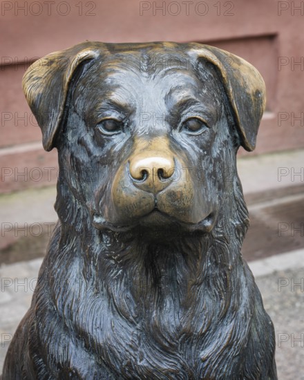 Bronze statue, monument, portrait, close-up of a Rottweiler dog, it is reminiscent of the dog breed
