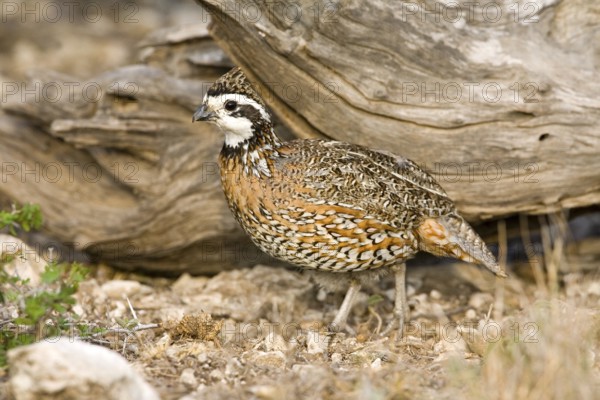 Northern Bobwhite Colinus virginianus Rio Grande City, Starr County, Texas, United States 31 March