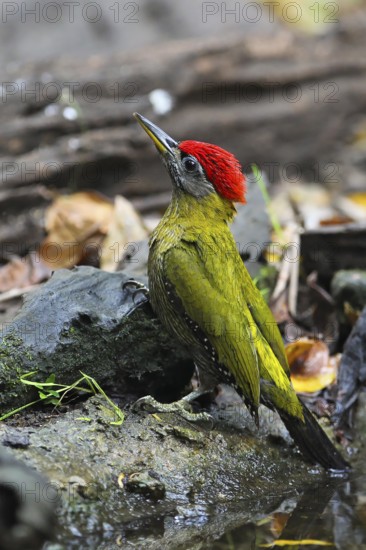 Streak-breasted Woodpecker (Picus viridanus) male, Kaeng Krachan, Thailand