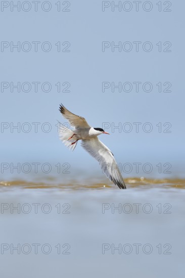 Elegant tern (Thalasseus elegans) flying in the sky above the sea, hunting, ebro delta, Catalonia,