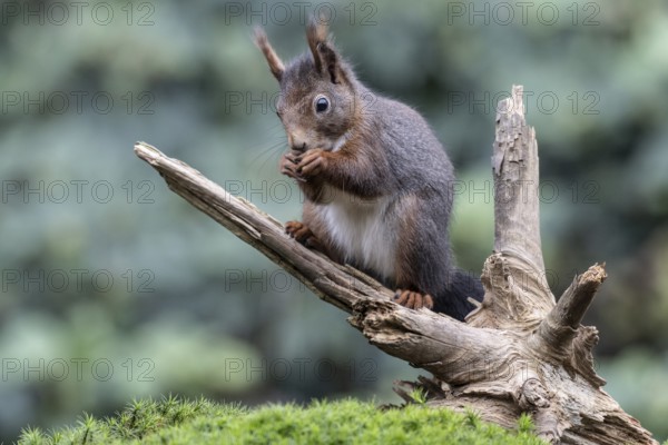 Squirrel (Sciurus vulgaris), Emsland, Lower Saxony, Germany