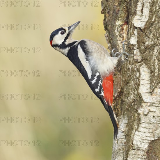 Great spotted woodpecker (Dendrocopus major), male, foraging on the trunk of a common birch (Betula