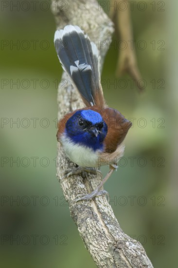 Emperor Fairywren (Malurus cyanocephalus) perched on a branch in Papua New Guinea