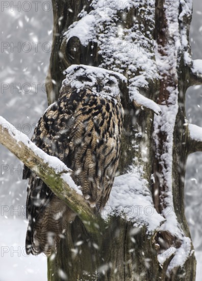 Eurasian eagle-owl (Bubo bubo), European eagle owl with face covered in snow perched in tree during