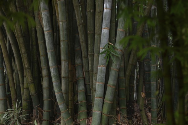 A dense bamboo grove located in the lush, serene forests of Sri Lanka. The tall green stalks and
