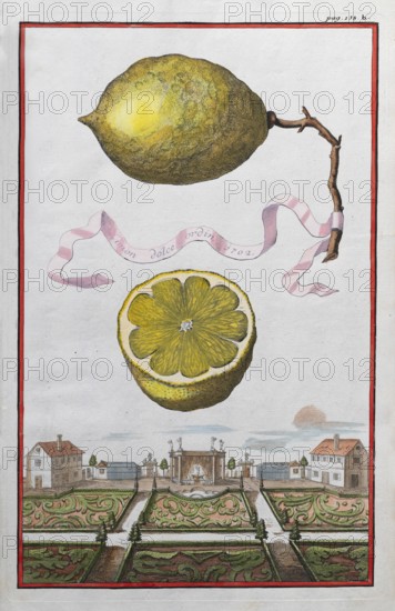 Lemons on a branch, cut-out citrus fruit, baroque garden, orangery culture, Nuremberg, copper
