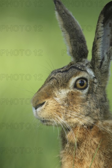 European hare (Lepus europaeus) portrait, Allgäu, Bavaria, Germany