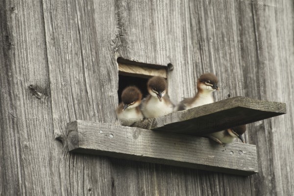 Goosander (Mergus merganser) one day old fledglings at the breeding den in a field barn, a few