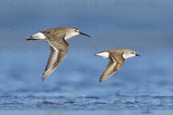 Curlew Sandpiper & Red-necked Stint (Calidris ferruginea & Calidris ruficollis) flying, Victoria,