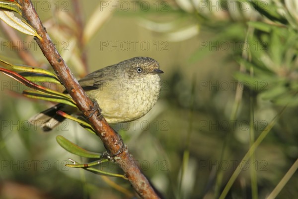 Buff-rumped Thornbill (Acanthiza reguloides), Victoria, Australia