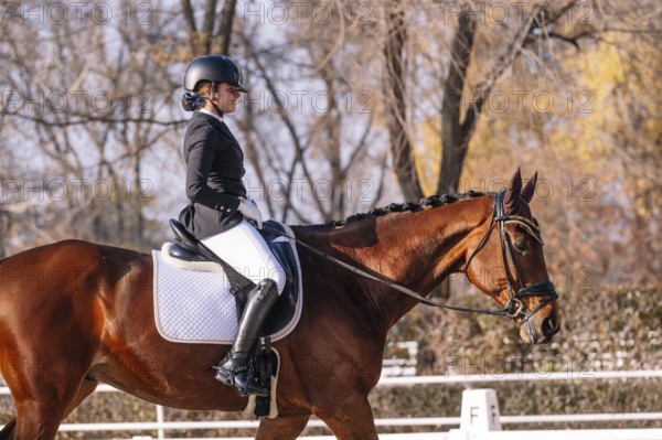 A teenage girl is captured looking away while riding a brown horse in a classical dressage training