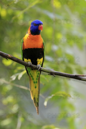 Red-naped Lorikeet (Trichoglossus rubritorquis), Darwin All-coloured Lorikeet, adult, on tree,