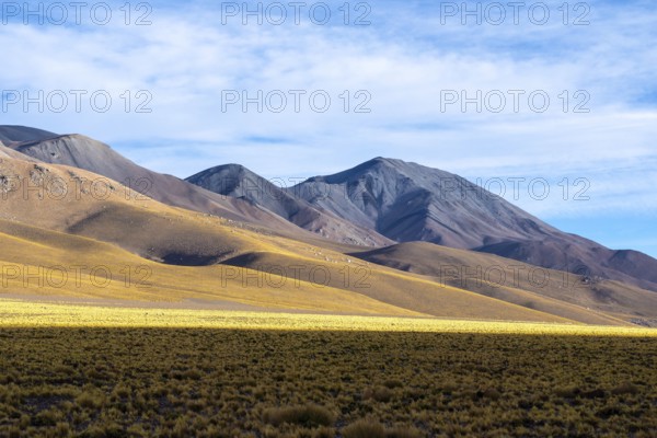Panoramic image of the La Puna region in the Argentinian highlands, showcasing the vast grassy