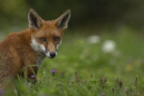 Red fox (Vulpes vulpes) adult animal in grassland in the summer, England, United Kingdom