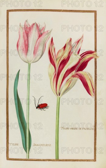 Tulips, Historical, digitally enhanced reproduction from Theatrum florae (1624) by Daniel Rabel