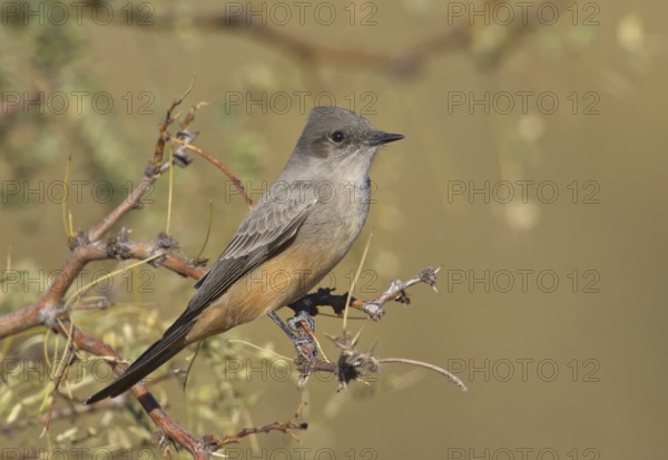 Say's Phoebe (Sayornis saya), New Mexico, USA