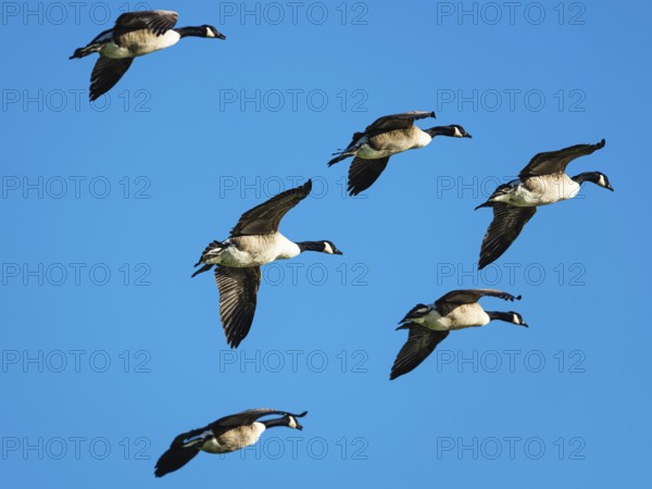 Canada Goose, Branta Canadensis, birds in flight over marshes, Devon, England, United Kingdom
