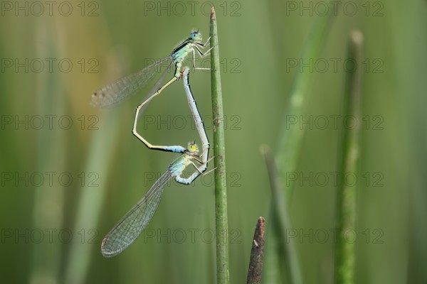 Two dragonflies are captured in a moment of mating on a green reed, set against the lush backdrop