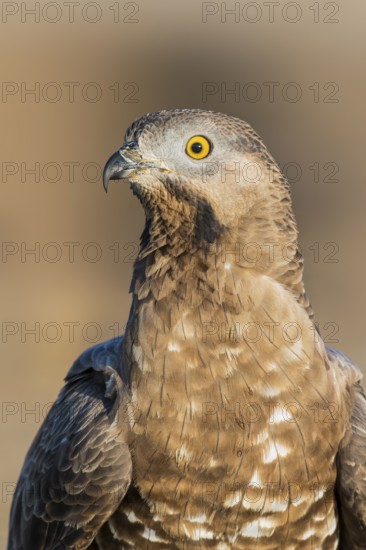 European Honey Buzzard (Pernis apivorus), Eilat, Israel