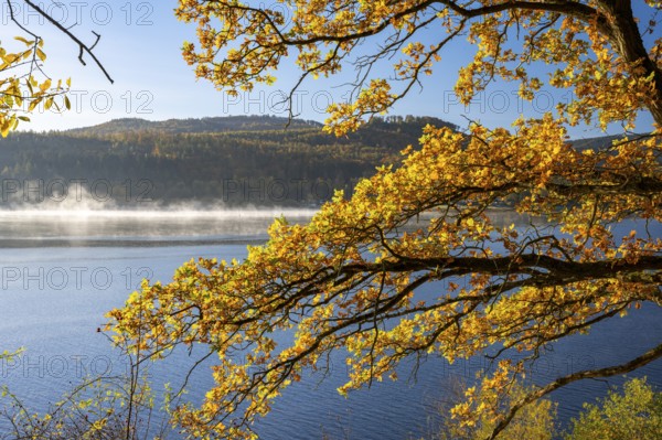 Autumn forest at Innerstestausee in the Harz Mountains, Innerstestausee, Goslar, Lower Saxony,