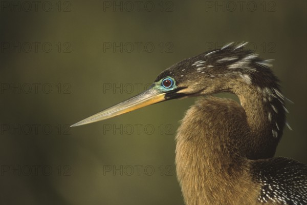 Anhinga (Anhinga anhinga), Florida, USA