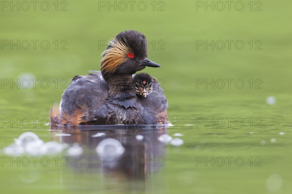 Podiceps nigricollis