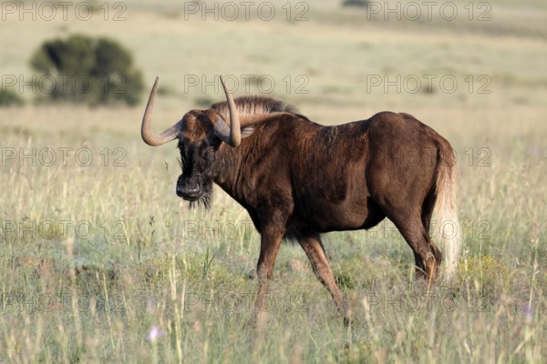 White-tailed wildebeest (Connochaetes gnou), adult, alert, Mountain Zebra National Park, Eastern