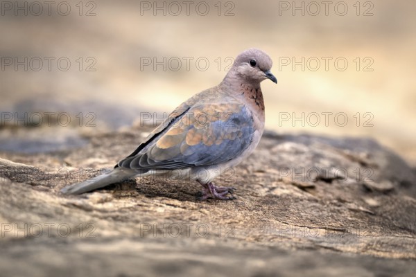 Palm Pigeon (Spilopelia senegalensis), adult, on the ground, alert, Mountain Zebra National Park,