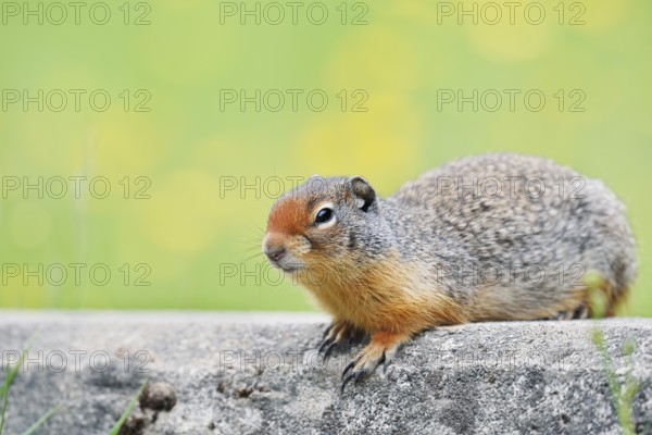 Columbia ground squirrel (Urocitellus columbianus, Spermophilus columbianus), Yoho National Park,
