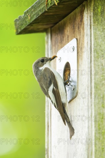 European pied flycatcher (Ficedula hypoleuca) on a nesting box, Bavaria, Germany