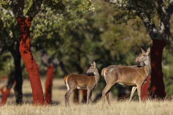 Red deer, (Cervus elaphus), young animal, animals, mammals, female with young animal, El Millaron