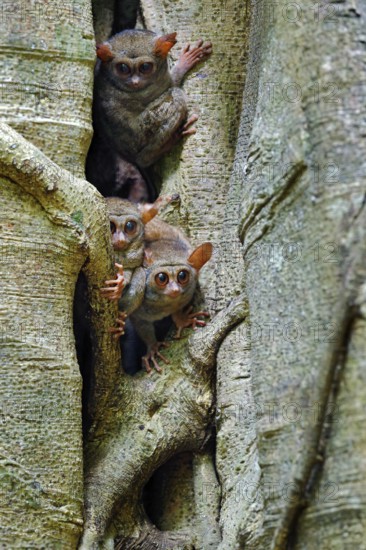 Tarsier family on the big tree. Spectral Tarsier, Tarsius spectrum, hidden portrait of rare
