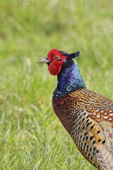 Pheasant, hunting pheasant (Phasianus colchicus), adult male bird in a meadow, animal portrait,