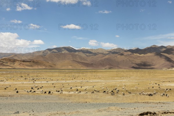 A serene landscape in Ladakh, India, showing a field with grazing sheep under a vast blue sky,