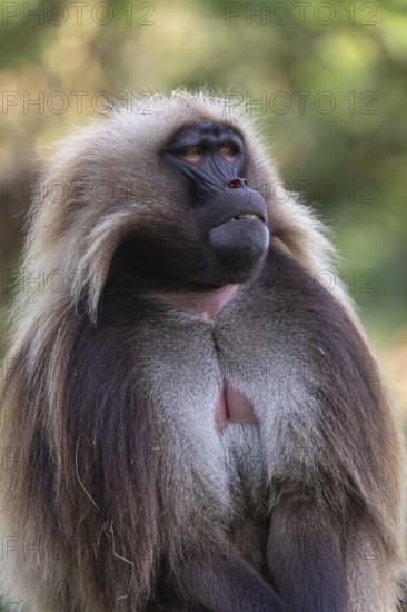 Portrait of an adult male Gelada (Theropithecus gelada), or bleeding-heart monkey