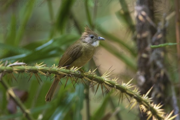 Ochraceous Bulbul (Alophoixus ochraceus) perched on a thorny branch, Cat Tien National Park,