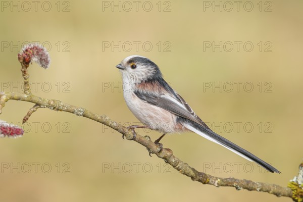 Long-tailed Tit (Aegithalos caudatus) sitting on a branch of a black poplar (Populus nigra),