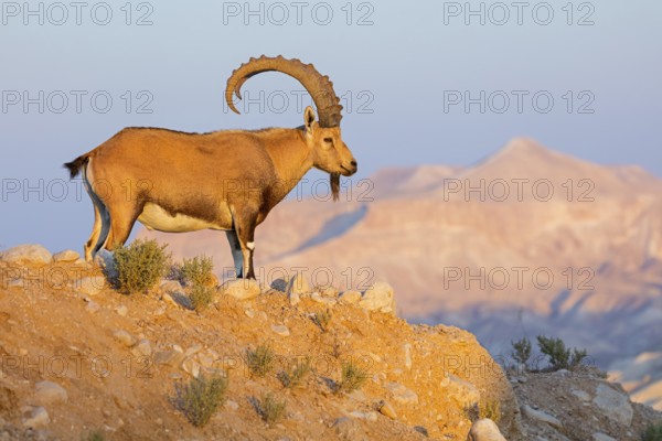 Nubian ibex, Nubian ibex, (Capra nubiana), animals, mammals, ibex, Ben Gurion's Tomb, Midreshet