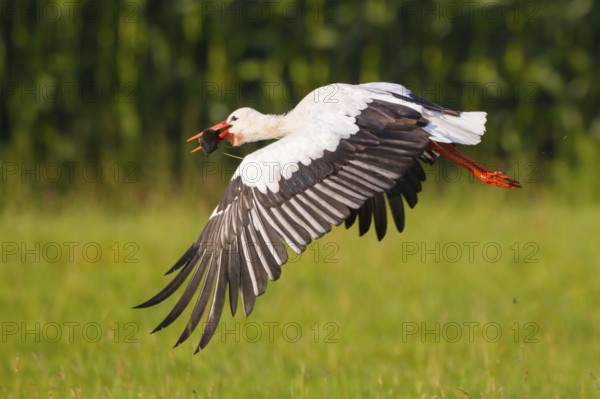 White Stork (Ciconia ciconia) female flying with caught mole in its beak, North Rhine-Westphalia,