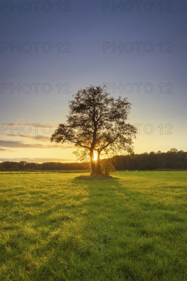 View of a tree standing alone in a meadow in the sunset, autumn, tree, willow, meadow, backlight,