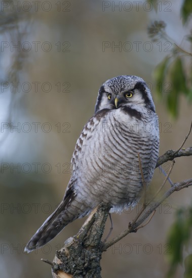 Northern Hawk-Owl (Surnia ulula), Saxony, Germany