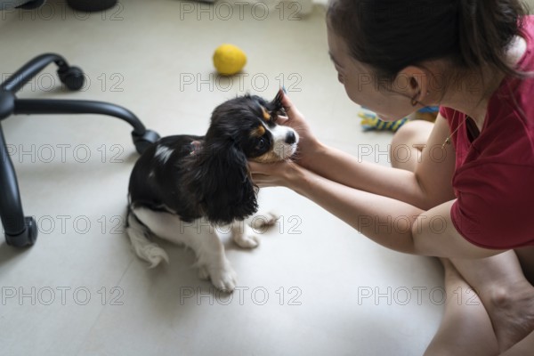 A young woman is training her Cavalier King Charles Spaniel indoors. The cheerful scene captures