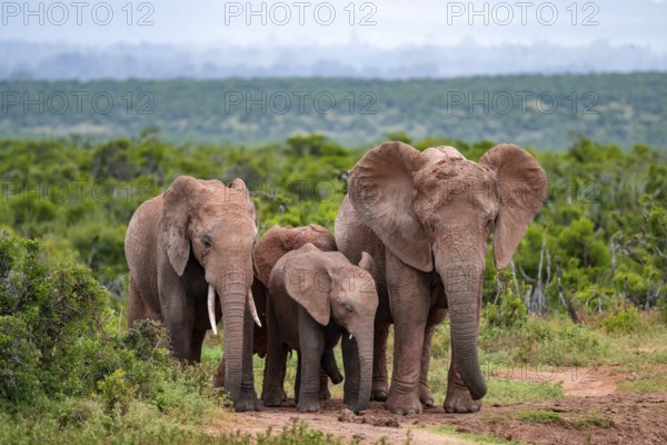 Herd of elephants with young, African elephant (Loxodonta africana), Addo Elephant National Park,