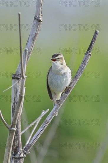 Reed Warbler (Acrocephalus schoenobaenus) singing in a shrub, Wildlife, Lembruch, Ochsen Moor,