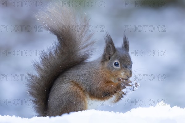 Red squirrel (Sciurus vulgaris) adult animal feeding on a nut in a snow covered woodland in winter,