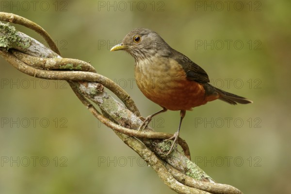 Rufous-bellied Thrush (Turdus rufiventris) perched on a branch in the Atlantic Rainforest Region of