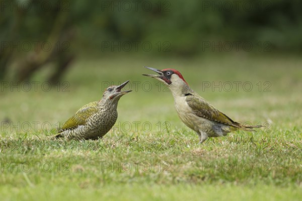 Green woodpecker (Picus viridis) adult bird and juvenile young bird two birds calling on a garden