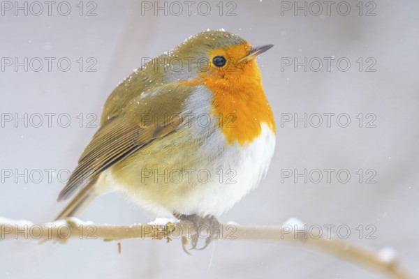 A robin (Erithacus rubecula) sits on a snow-covered branch and looks into the distance,