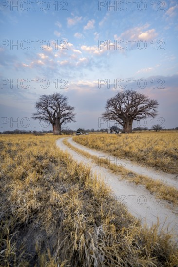 Road, track between yellow dry grass leads to baobabs, Nxai Pan National Park, Botswana